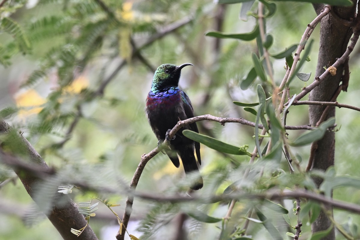 Purple-banded Sunbird - ML641545759