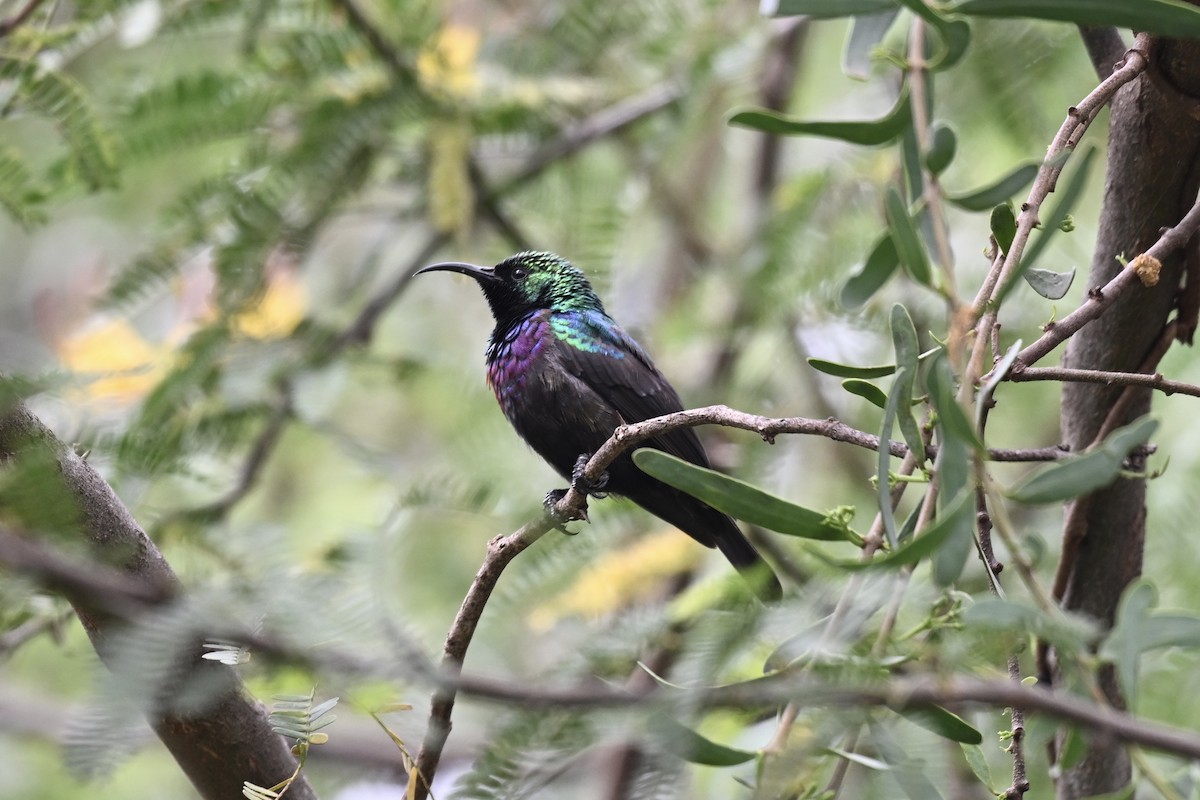 Purple-banded Sunbird - ML641545760