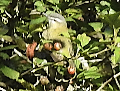 Vireo Ojirrojo - ML641545770