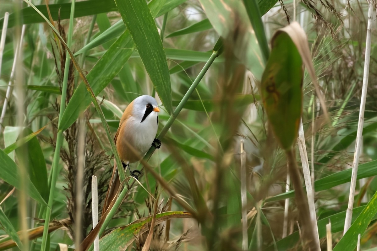 Bearded Reedling - ML641545771