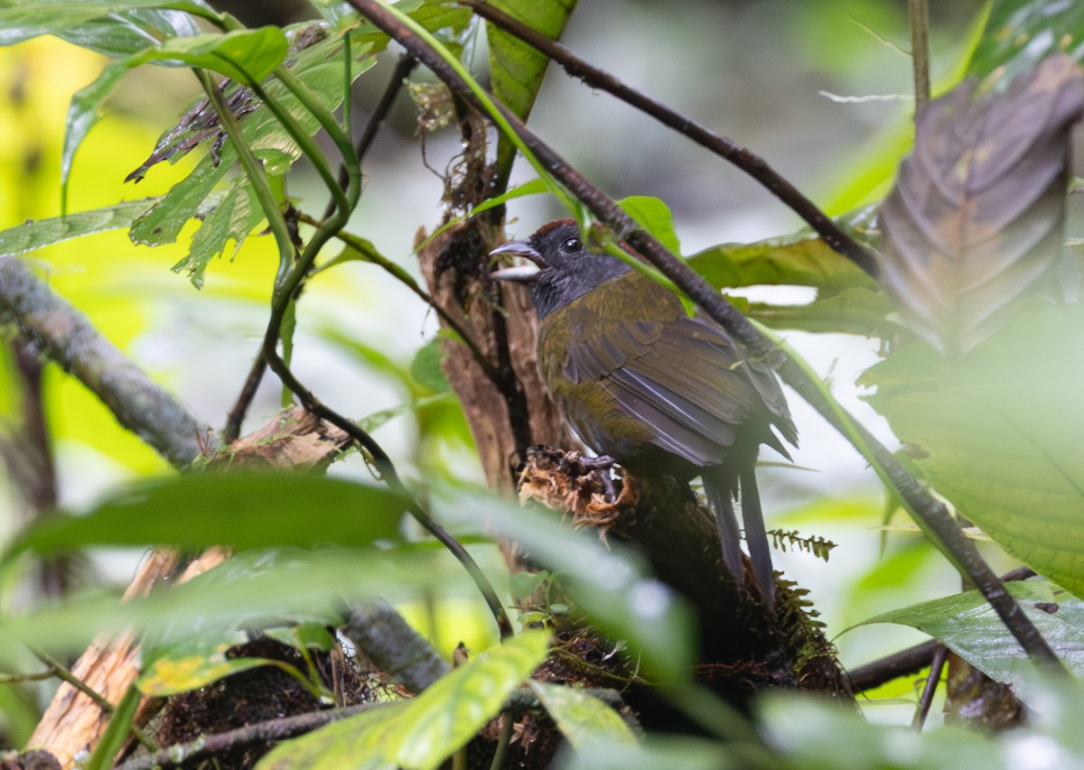 Olive Finch - ML641545772