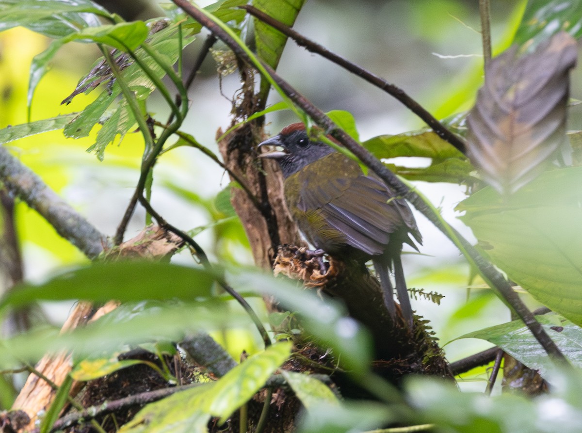 Olive Finch - ML641545773