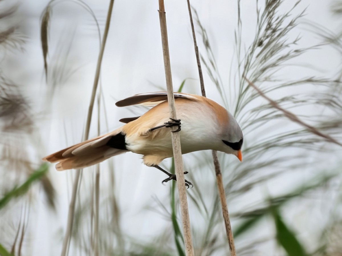 Bearded Reedling - ML641545796
