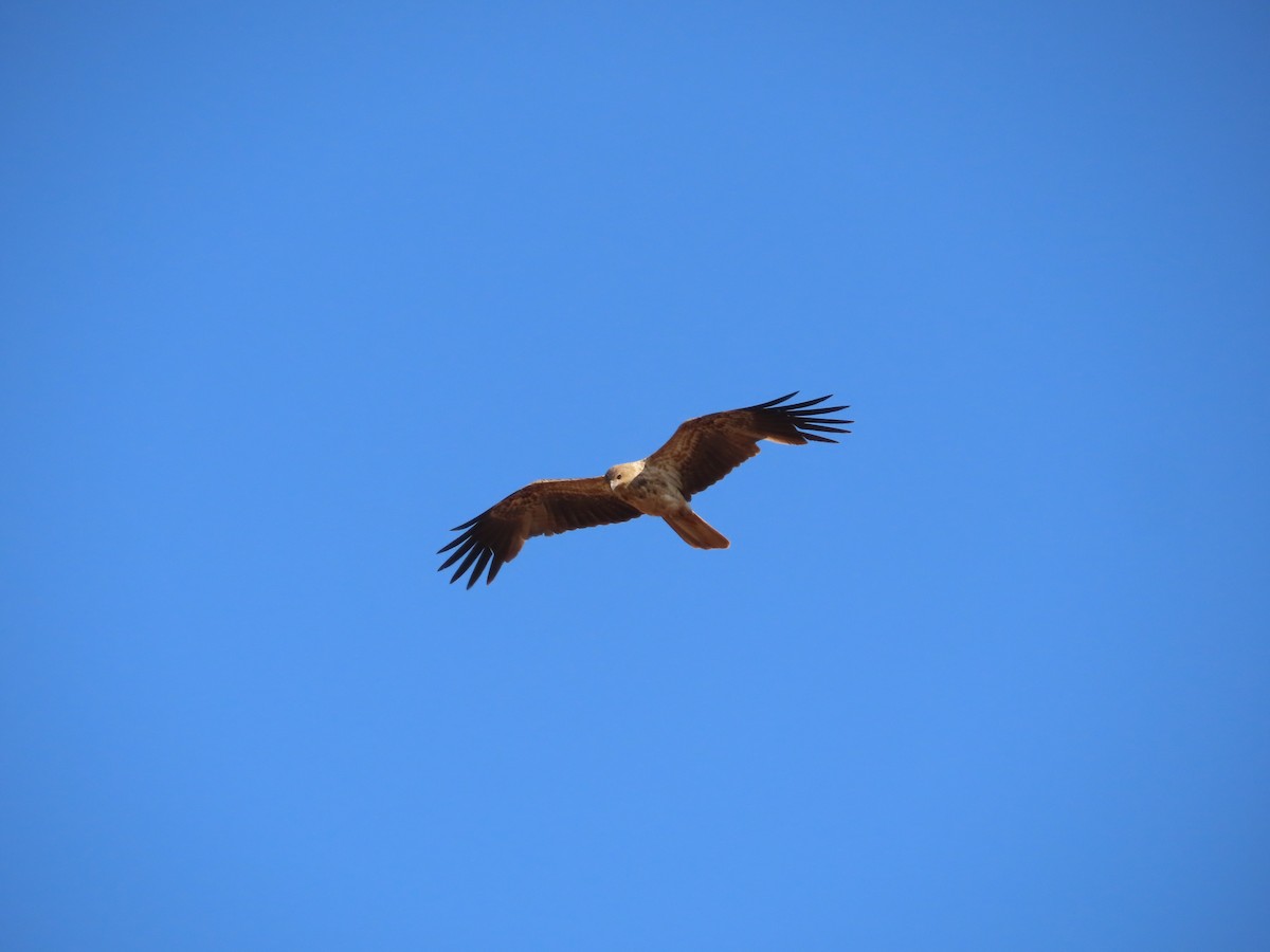 Whistling Kite - ML641545798