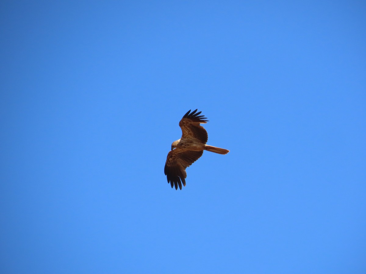 Whistling Kite - ML641545799