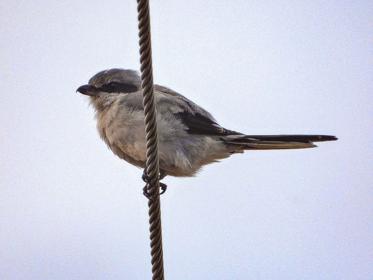 Iberian Gray Shrike - ML641545802