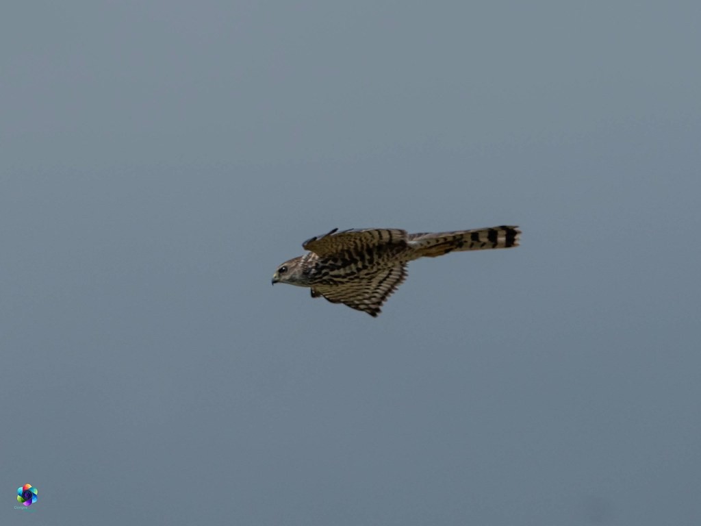 Levant Sparrowhawk - ML641545805