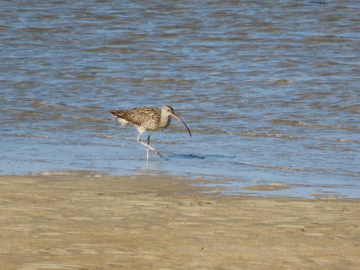 Far Eastern Curlew - ML641545812