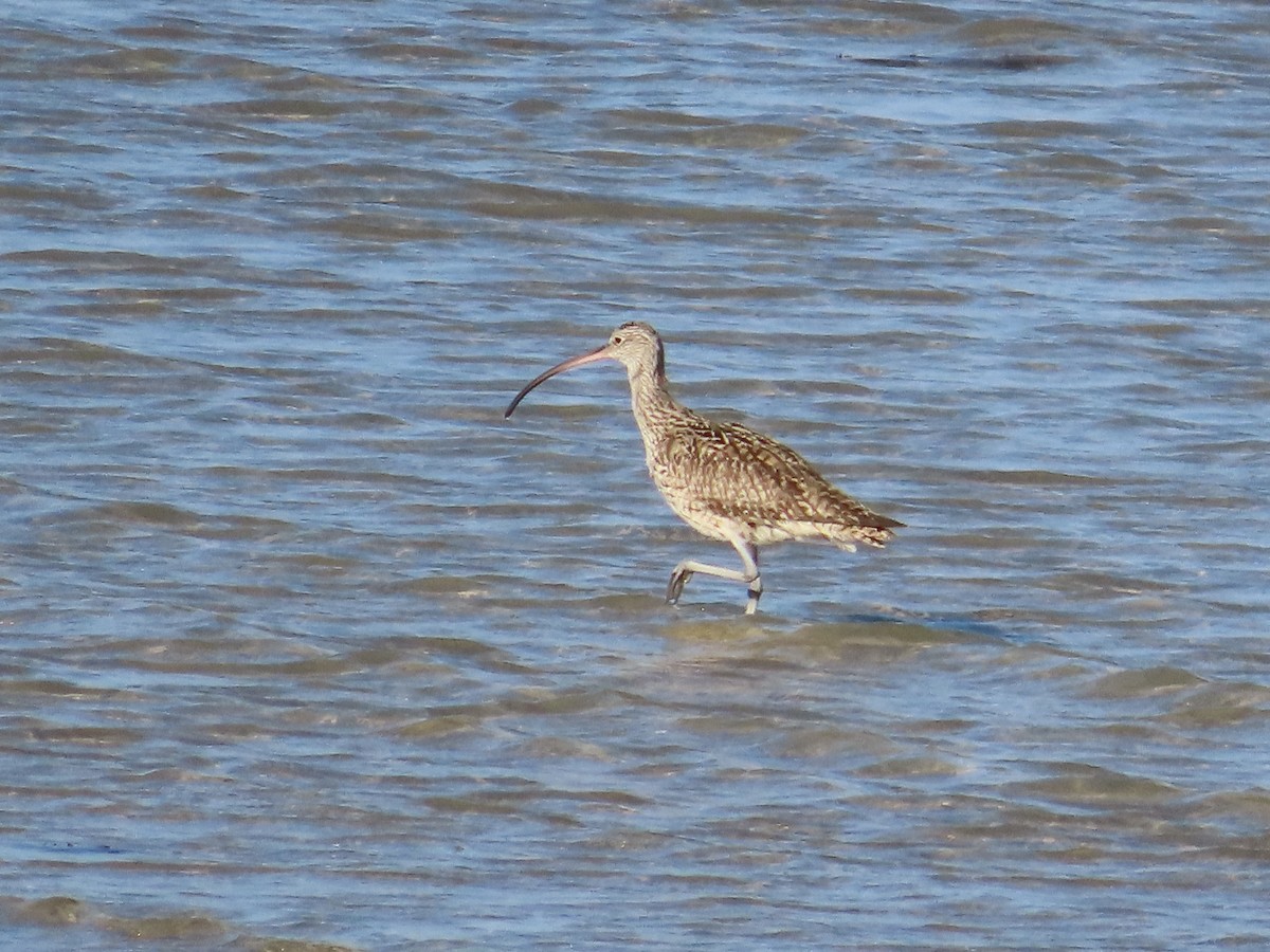 Far Eastern Curlew - ML641545813
