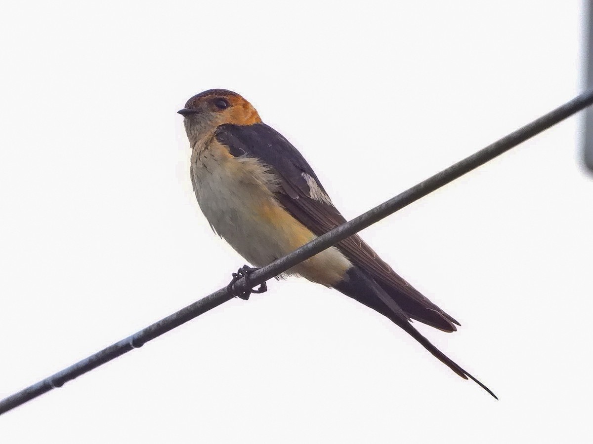 European Red-rumped Swallow - ML641545814