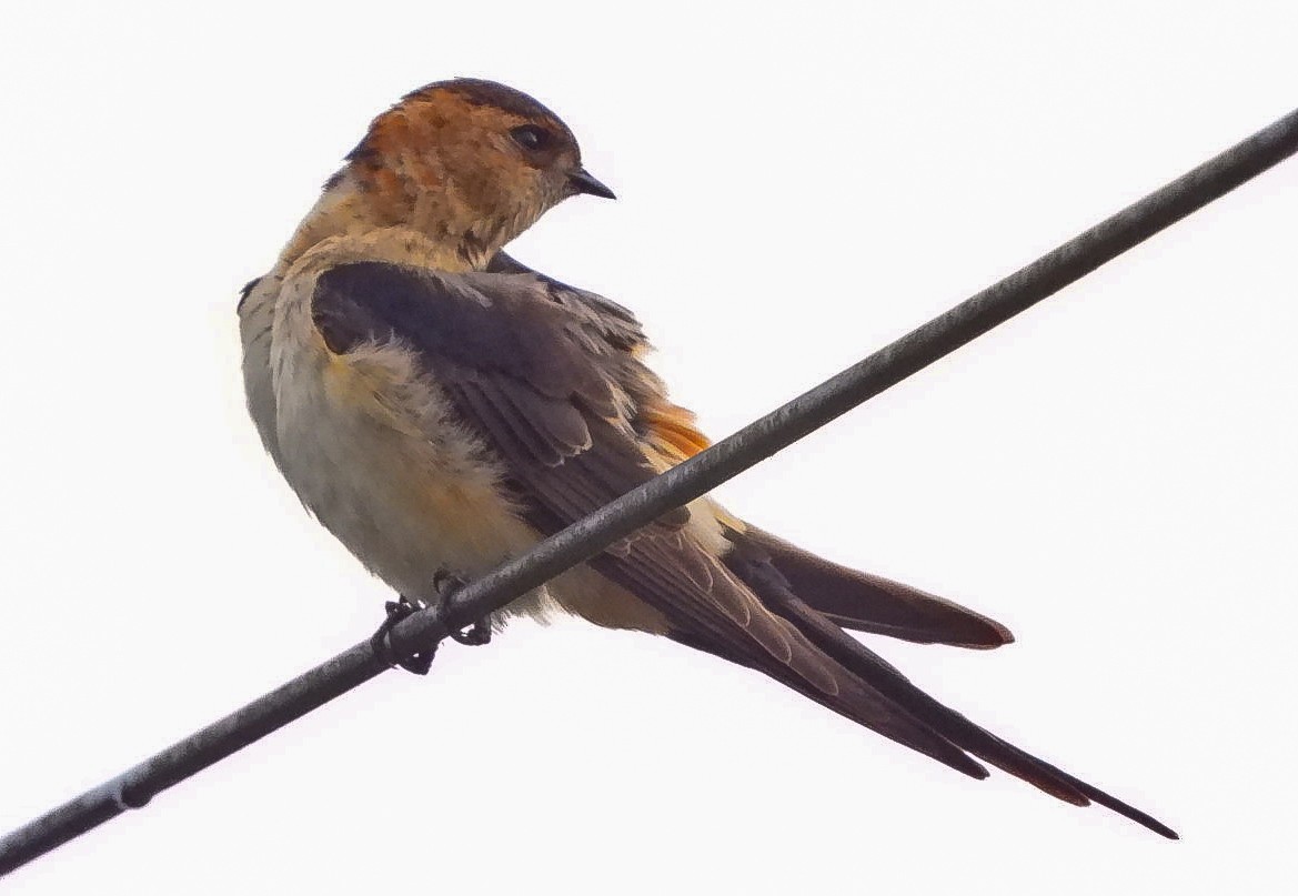 European Red-rumped Swallow - ML641545815