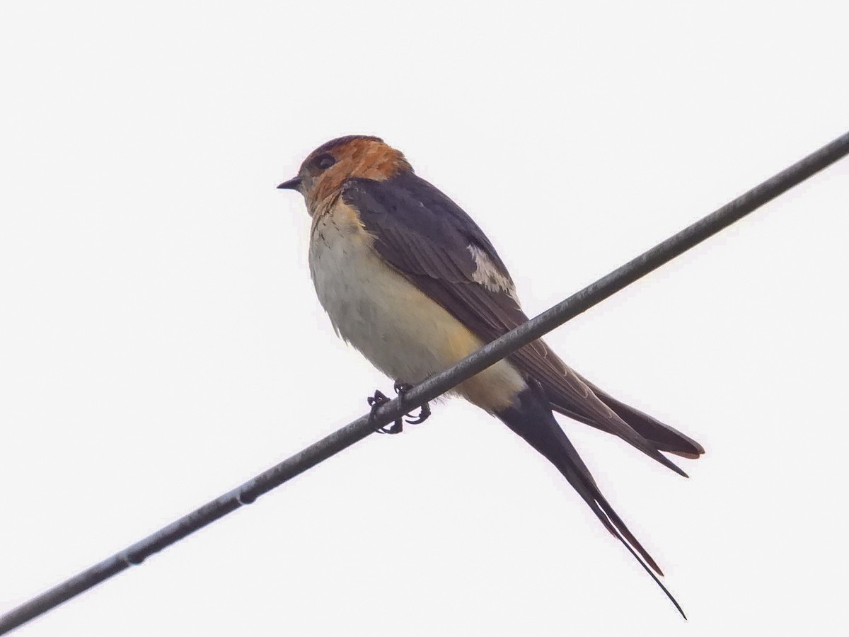 European Red-rumped Swallow - ML641545816