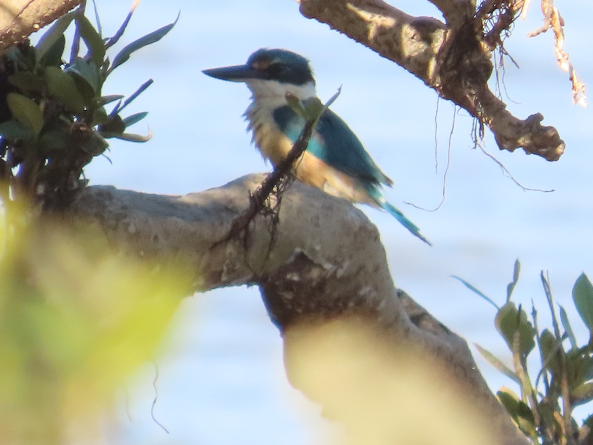 Sacred Kingfisher - ML641545823