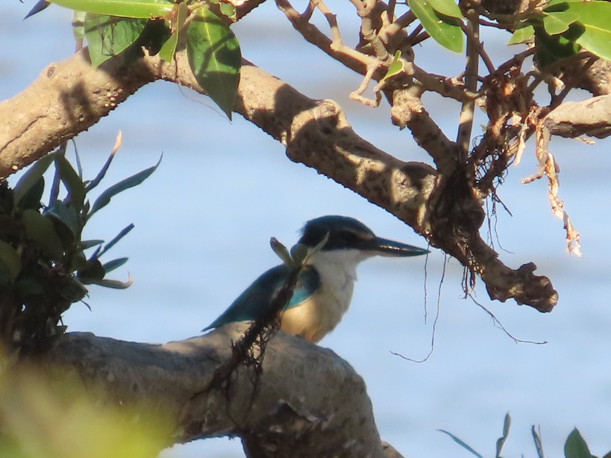 Sacred Kingfisher - ML641545824