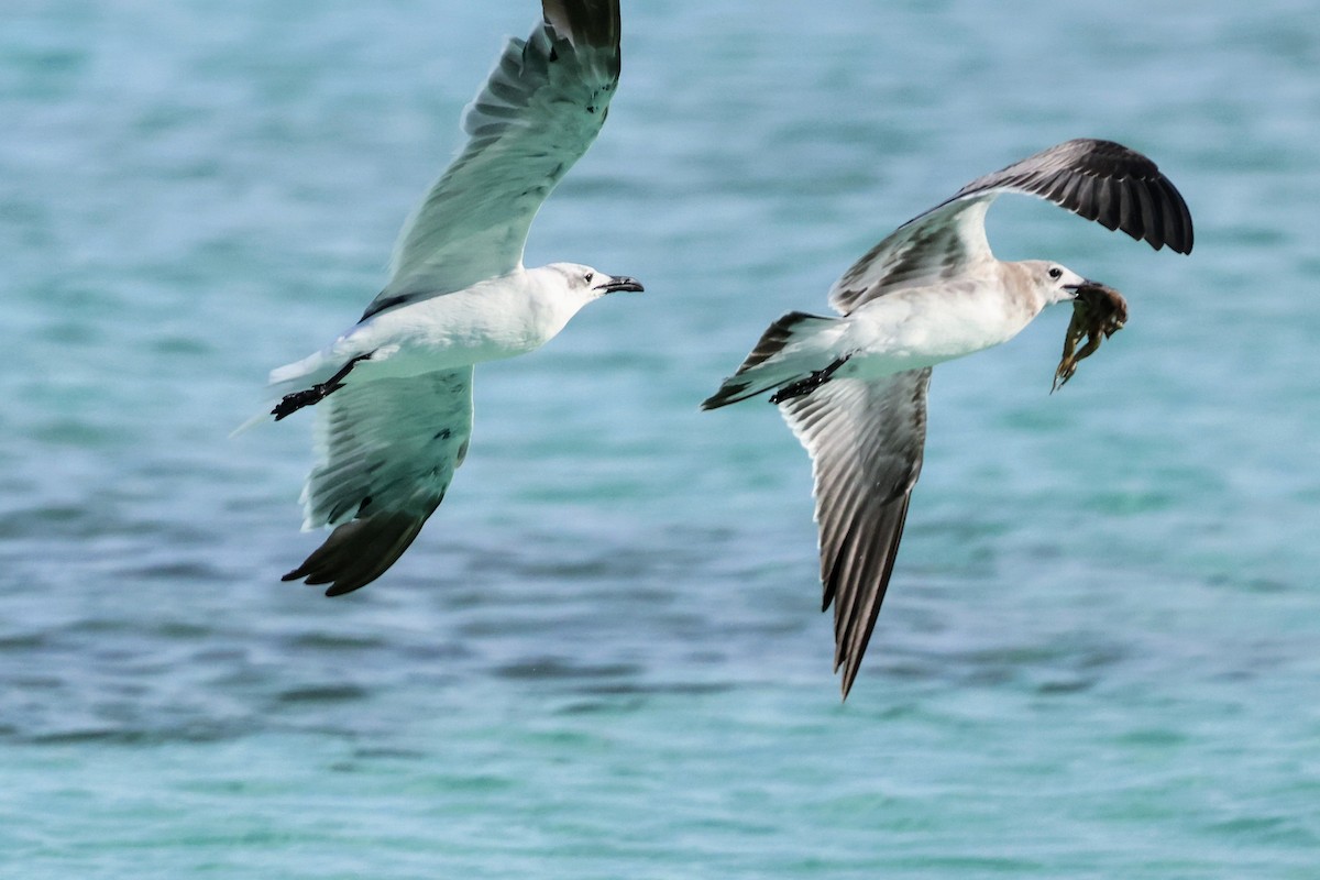 Laughing Gull - ML641545838