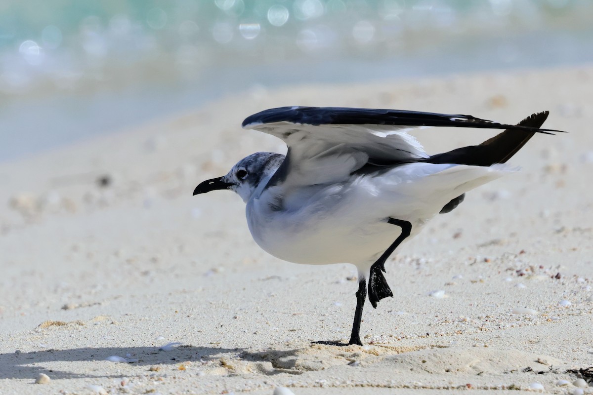 Laughing Gull - ML641545839