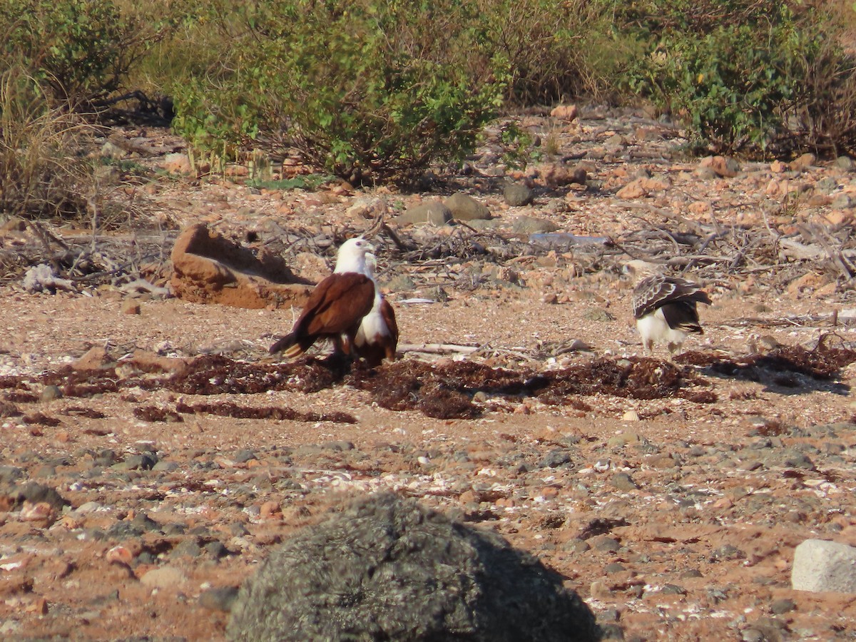 Brahminy Kite - ML641545843
