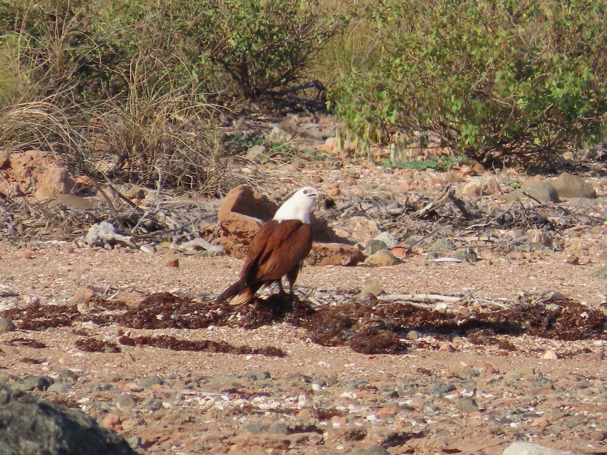 Brahminy Kite - ML641545844