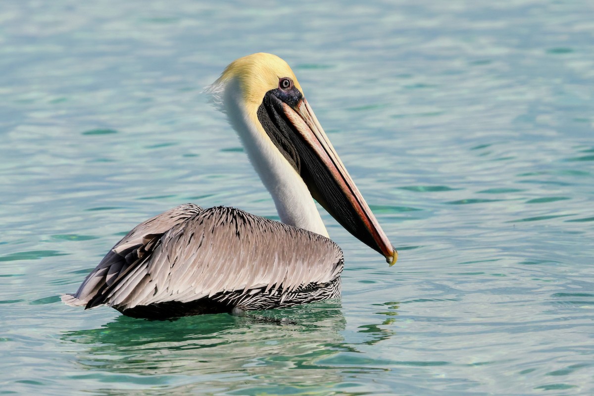 Brown Pelican - ML641545846