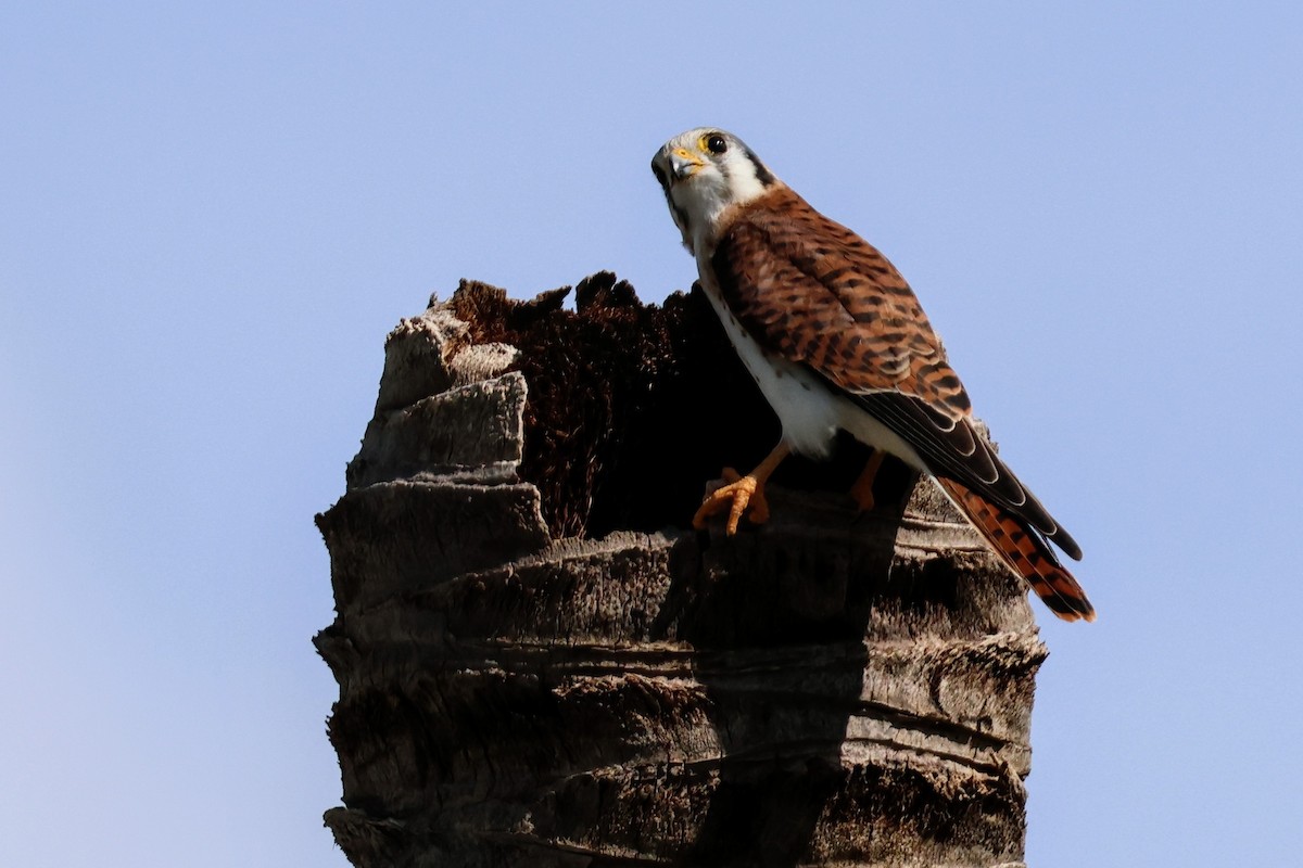 American Kestrel - ML641545853