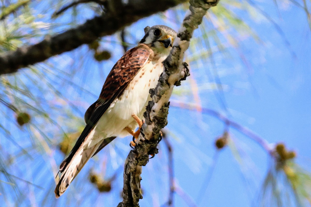 American Kestrel - ML641545854
