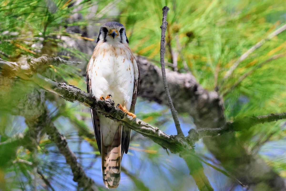 American Kestrel - ML641545855