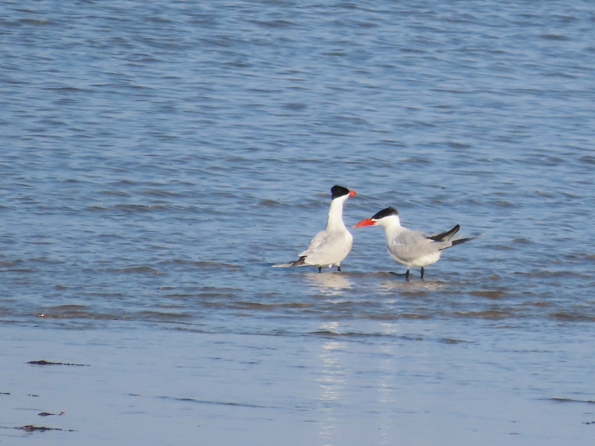 Caspian Tern - ML641545856