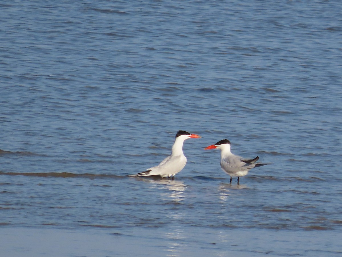 Caspian Tern - ML641545857
