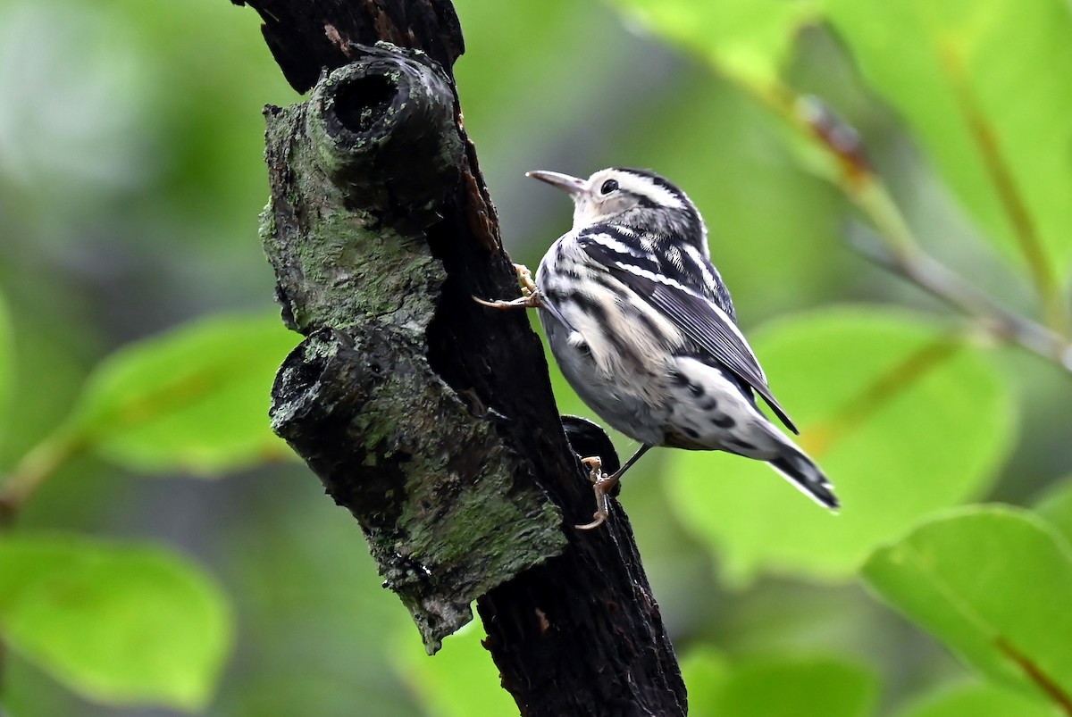 Black-and-white Warbler - ML641545877