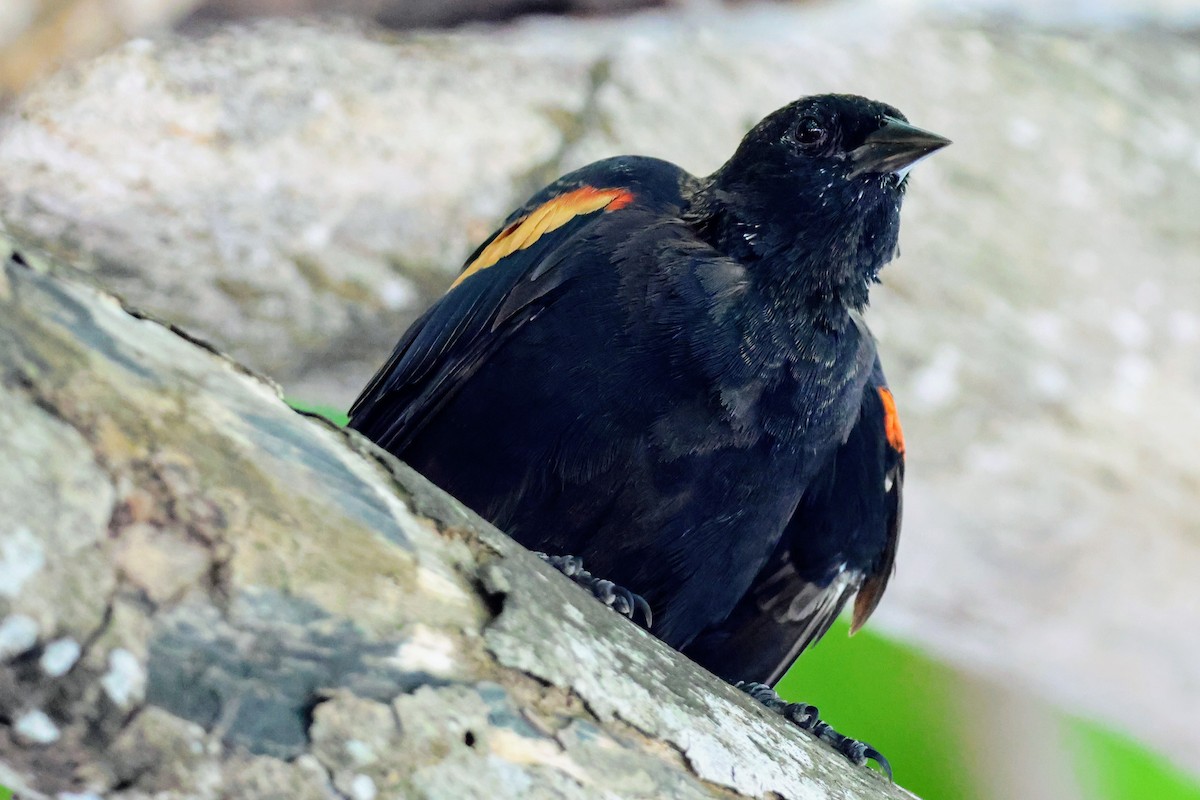 Red-winged Blackbird - ML641545921