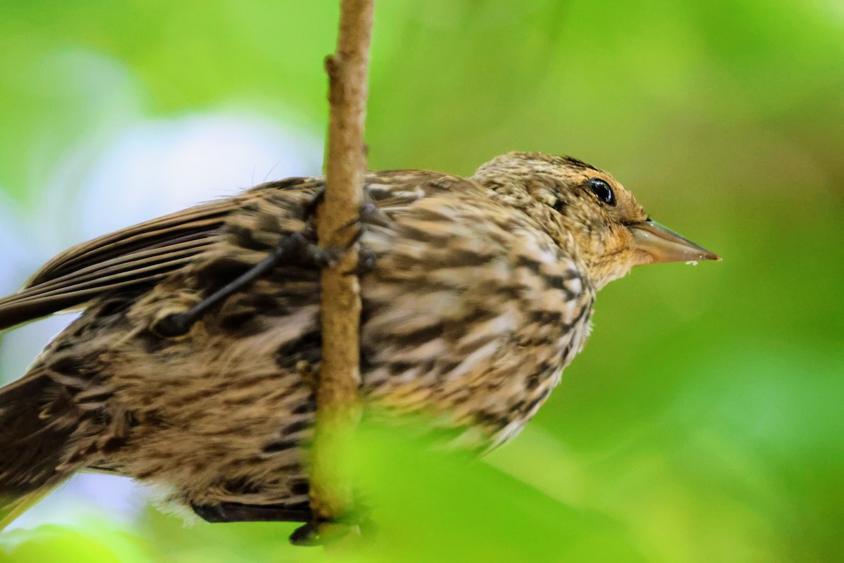 Red-winged Blackbird - ML641545922