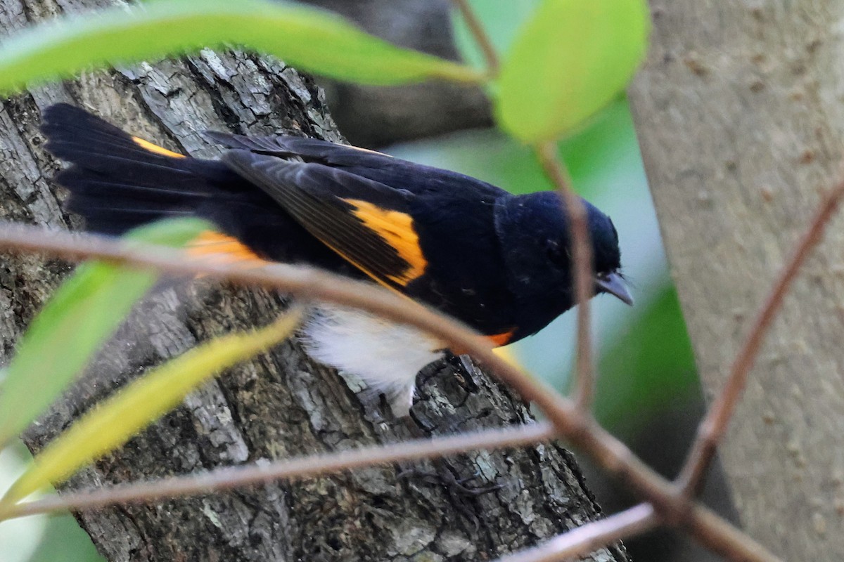 American Redstart - ML641545930