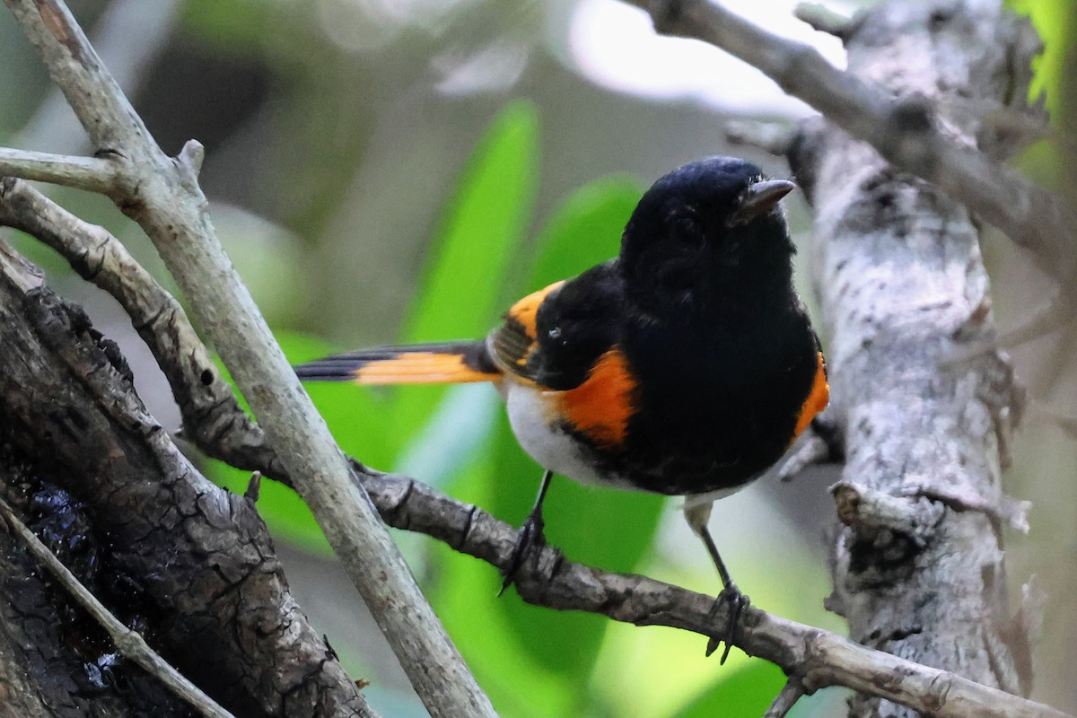 American Redstart - ML641545931