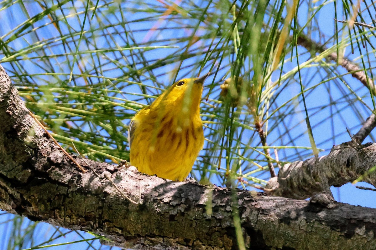 Yellow Warbler - ML641545933