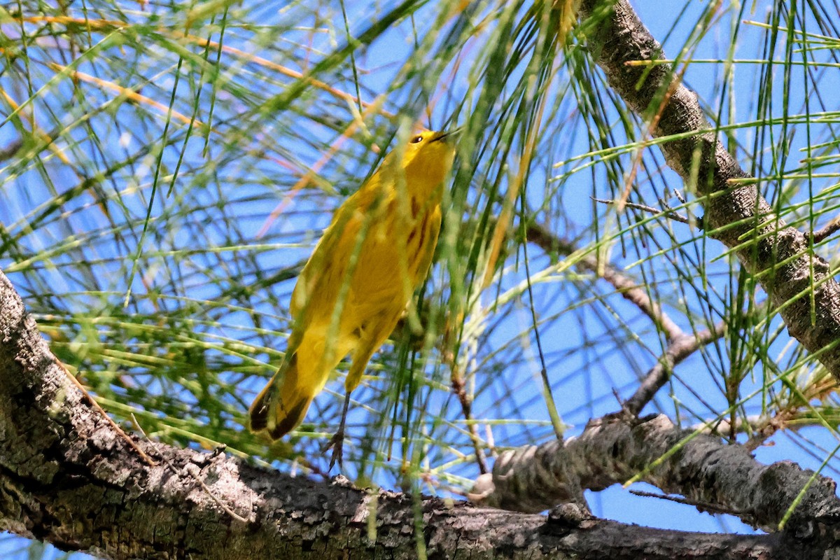 Yellow Warbler - ML641545934