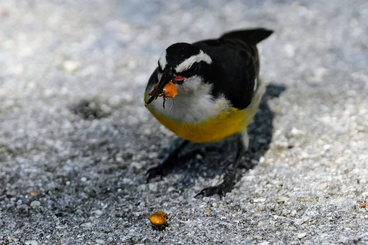 Bananaquit - ML641545944