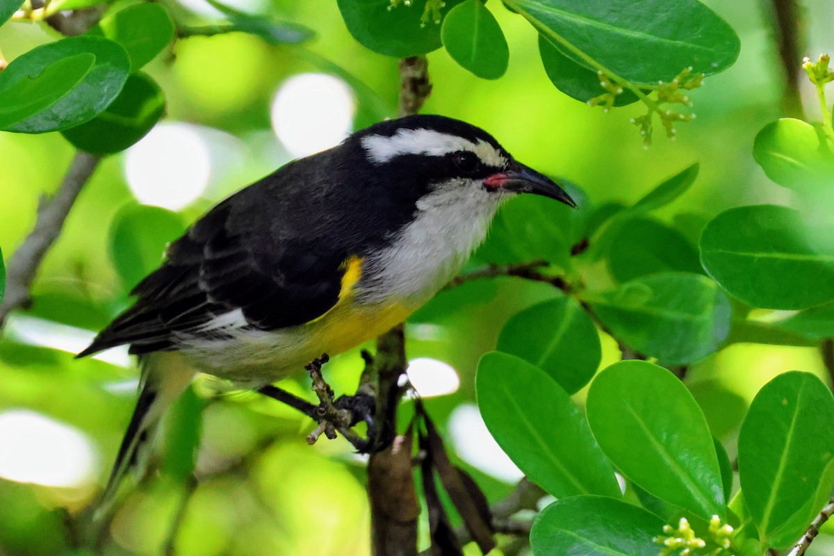 Bananaquit - ML641545945