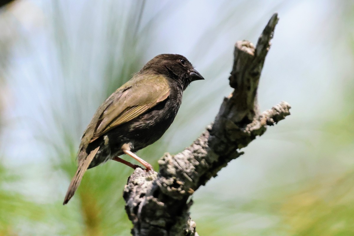 Black-faced Grassquit - ML641545951