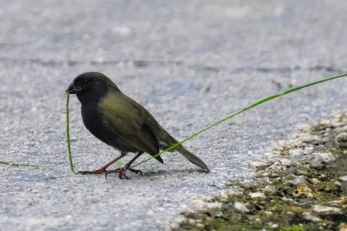 Black-faced Grassquit - ML641545952