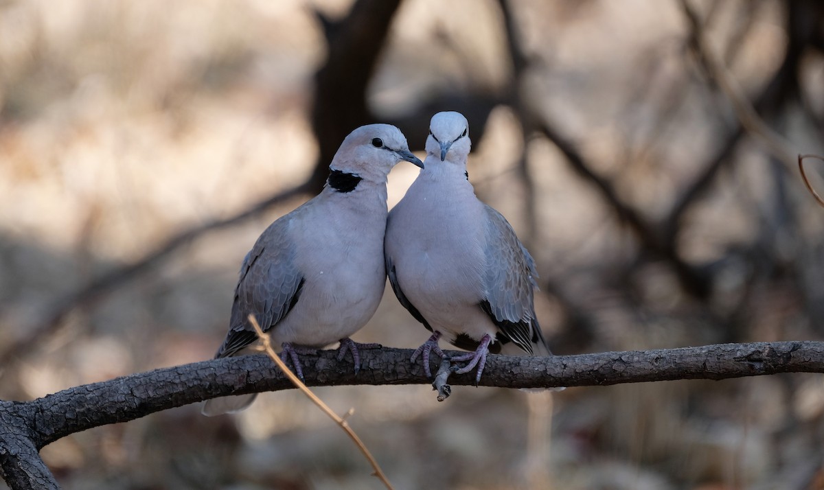 Ring-necked Dove - ML641545980