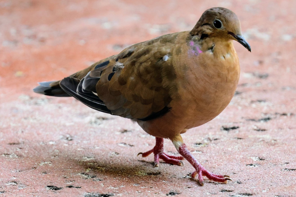 Zenaida Dove - ML641545988