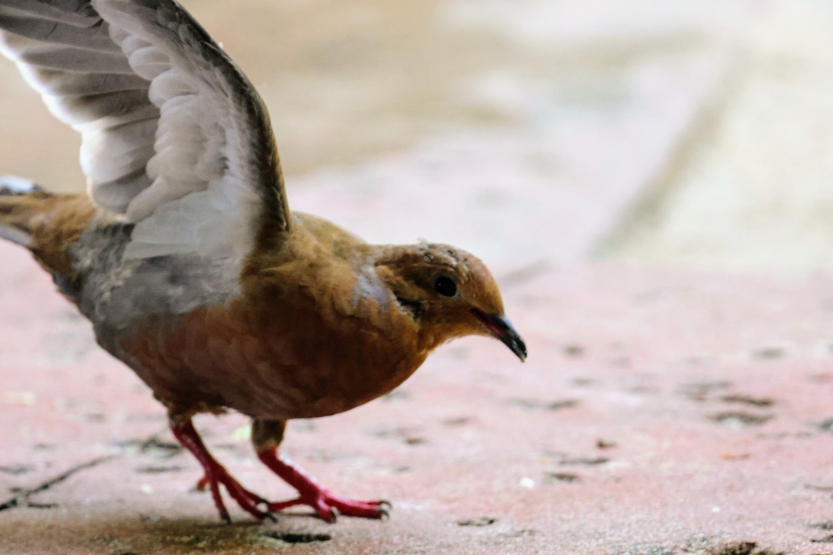 Zenaida Dove - ML641545989