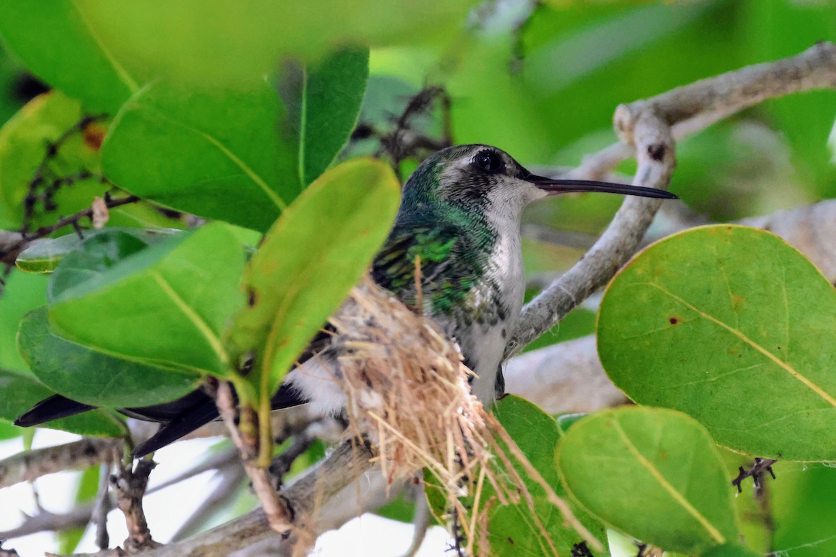 Cuban Emerald - ML641545993