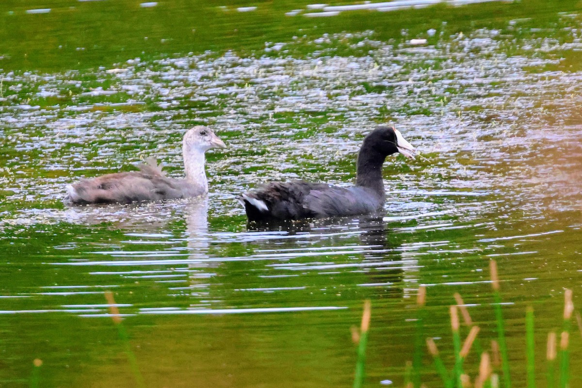 American Coot - ML641545996