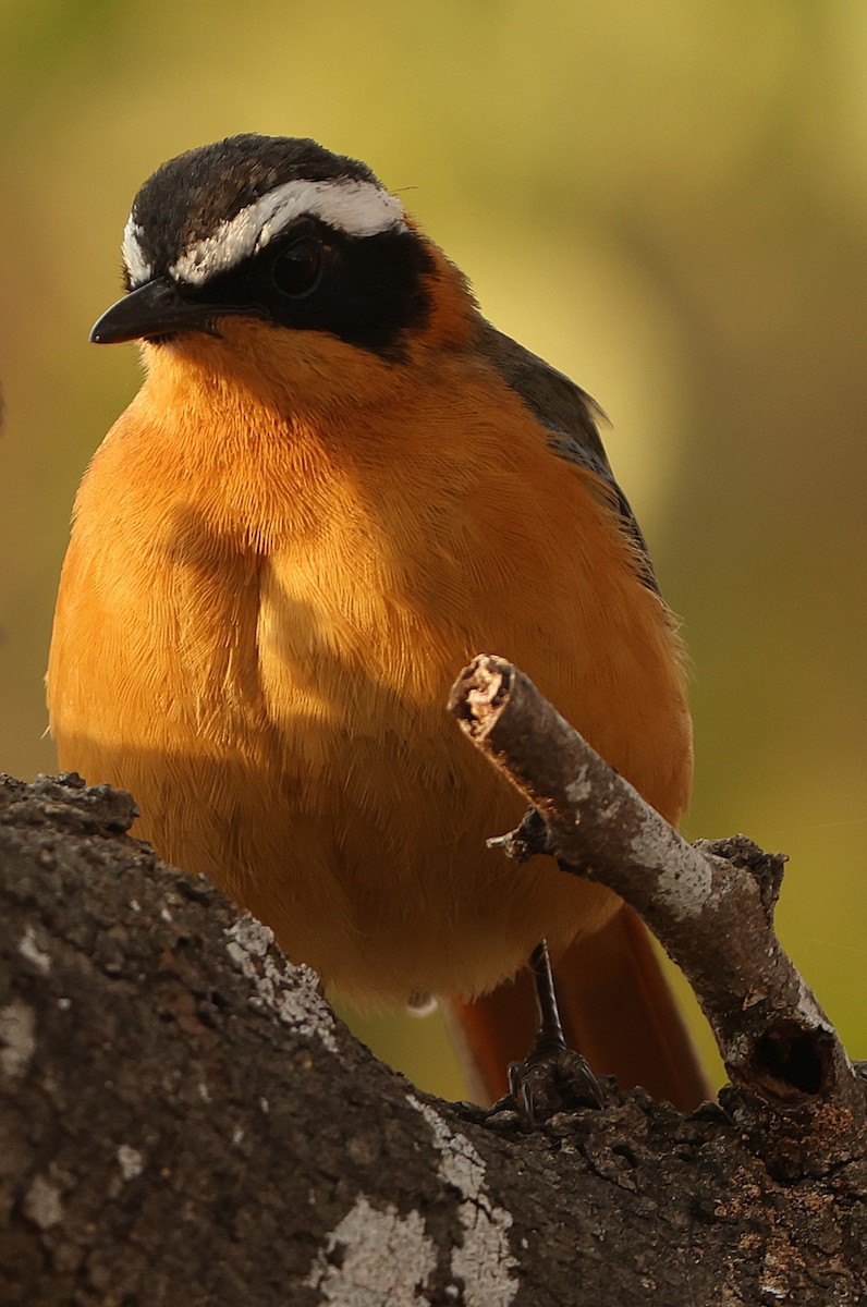 White-browed Robin-Chat - ML641545997