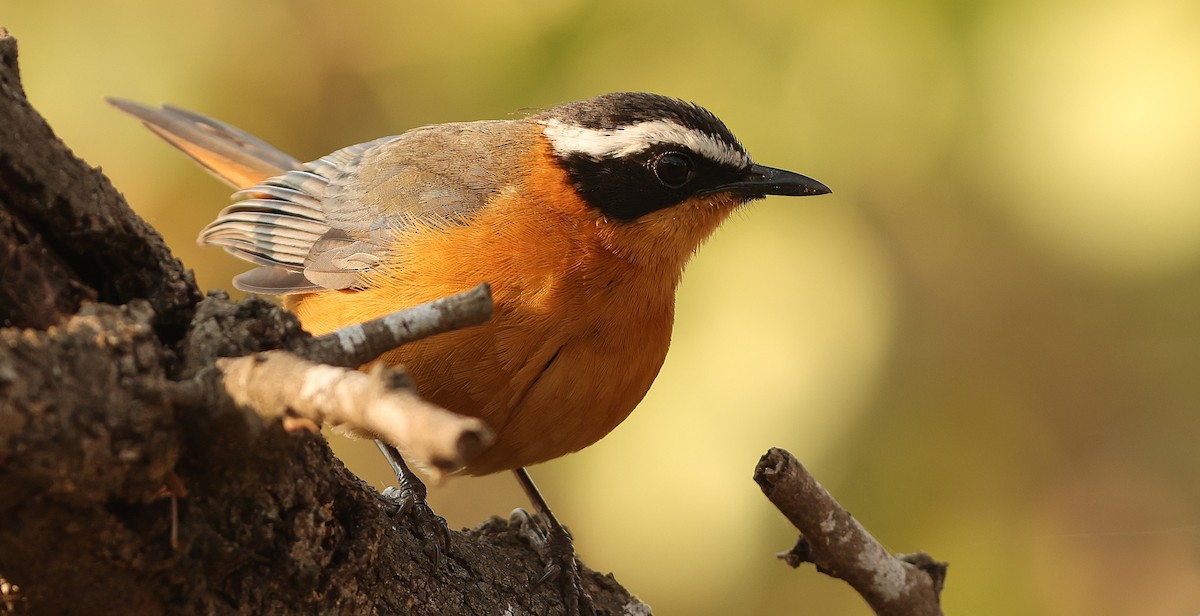 White-browed Robin-Chat - ML641546001