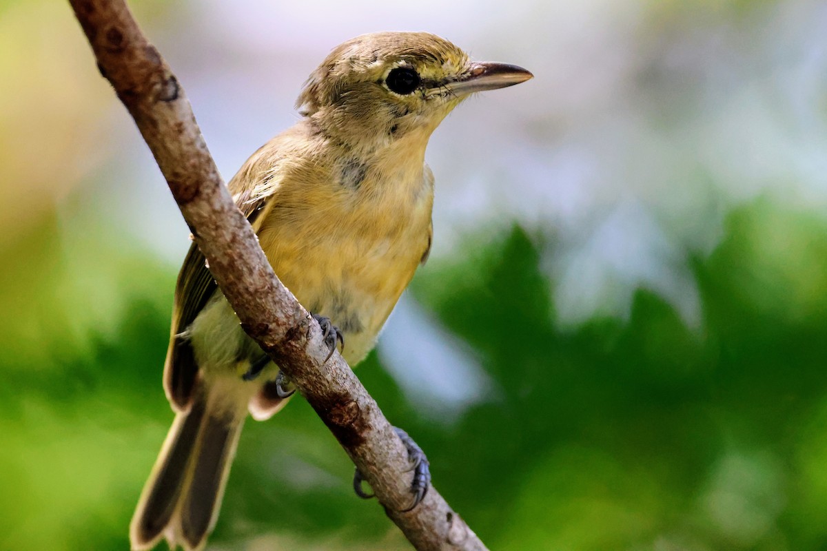 Thick-billed Vireo - ML641546011