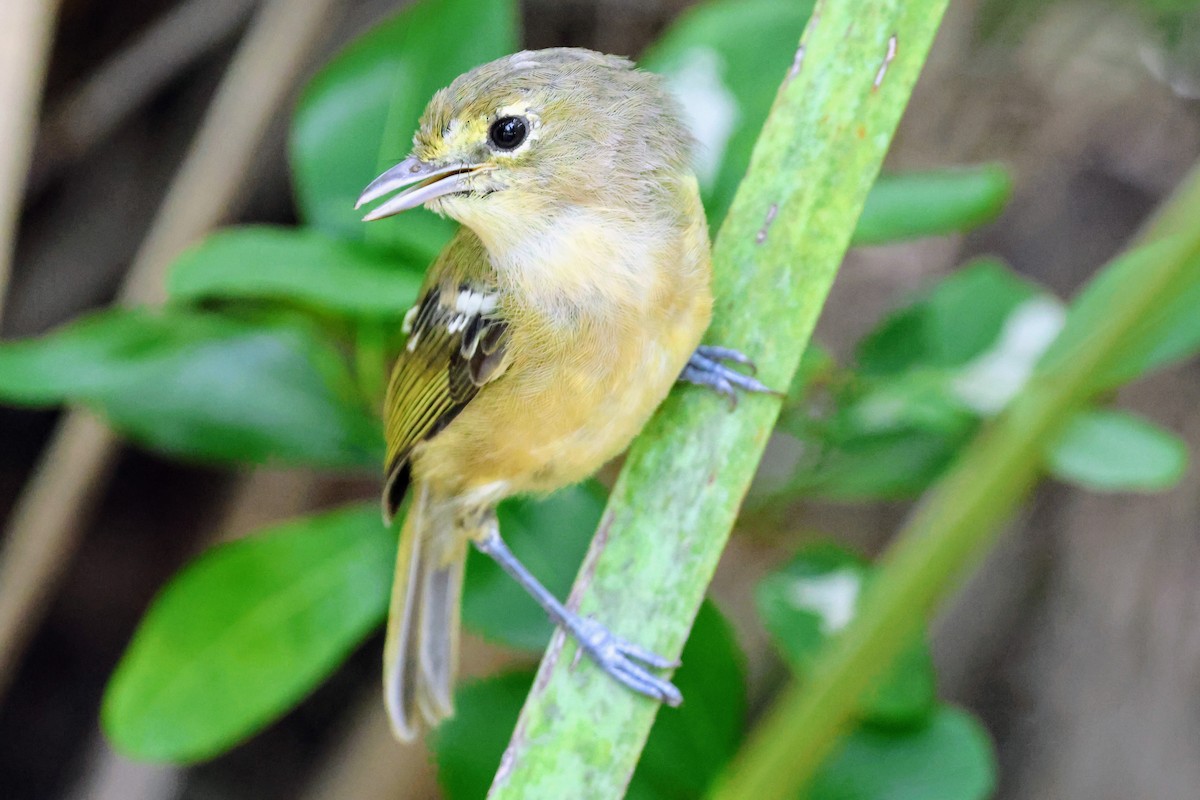 Thick-billed Vireo - ML641546013