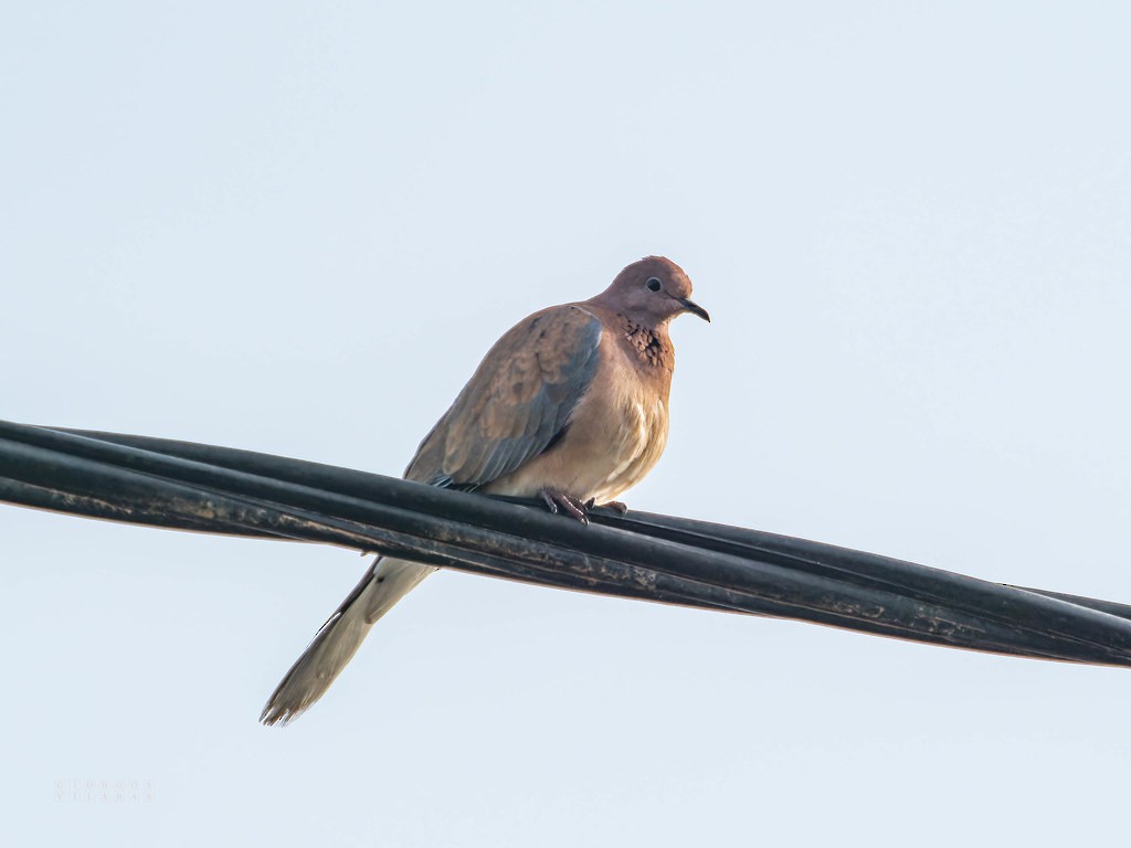 Tórtola Senegalesa - ML641546022