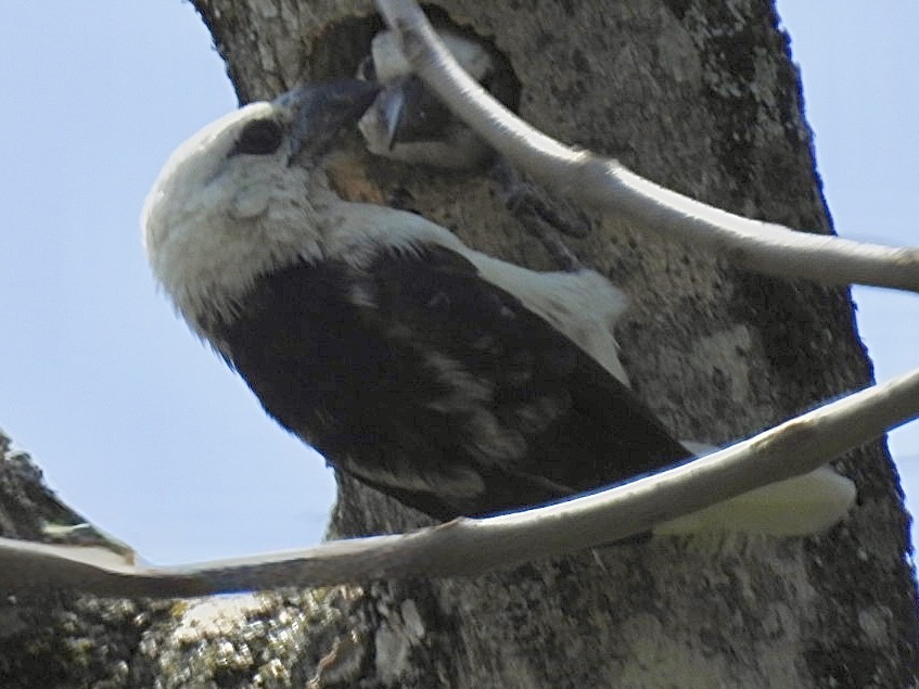 White-headed Barbet - ML641546025